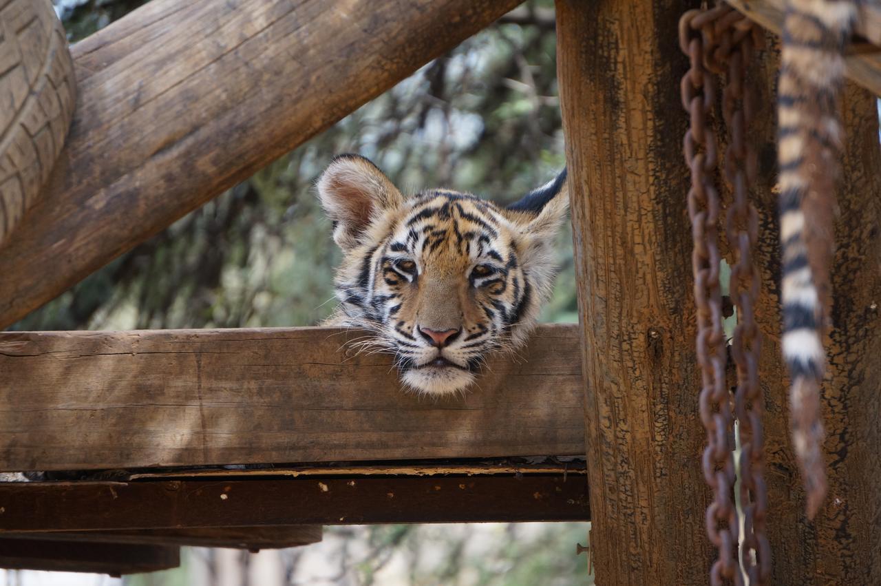 Boskoppie Lion & Tiger Reserve Kroonstad Luaran gambar