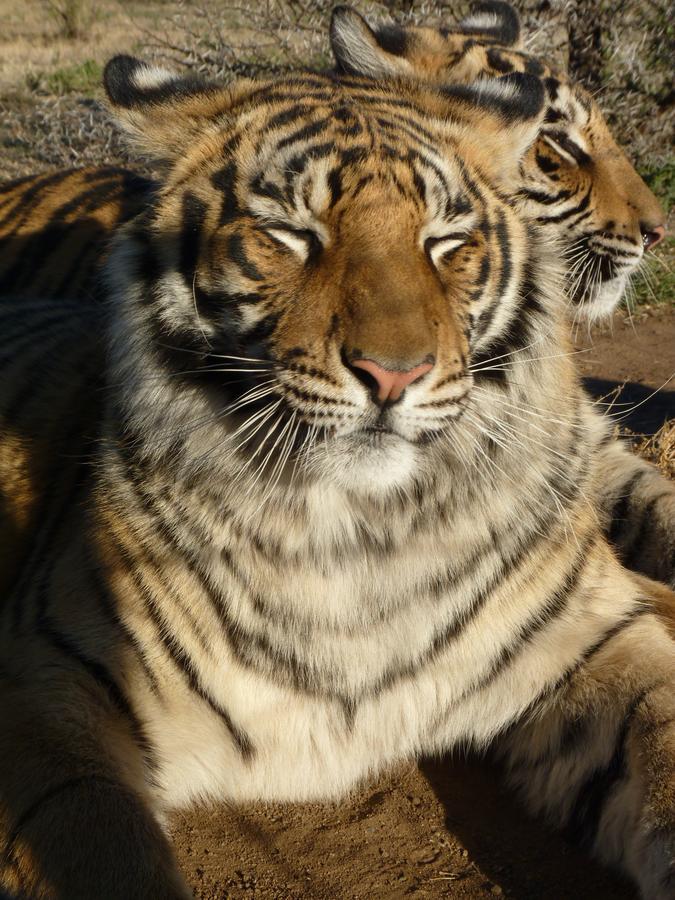 Boskoppie Lion & Tiger Reserve Kroonstad Luaran gambar