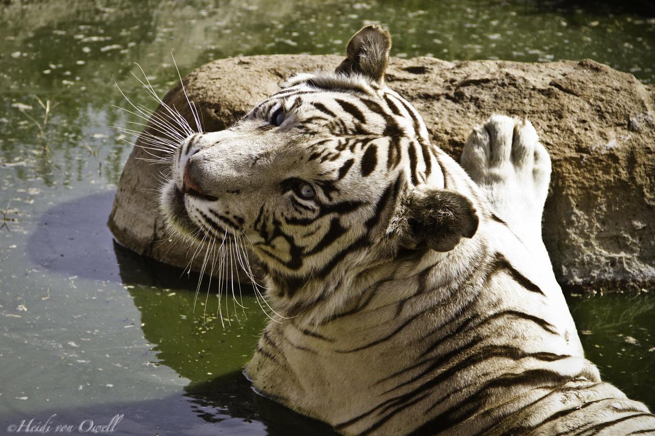 Boskoppie Lion & Tiger Reserve Kroonstad Luaran gambar