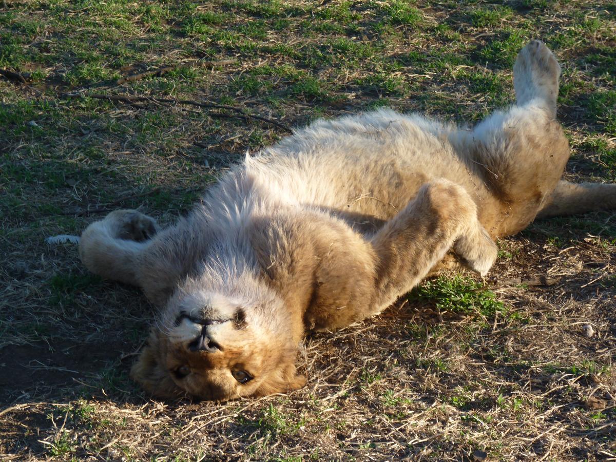 Boskoppie Lion & Tiger Reserve Kroonstad Luaran gambar
