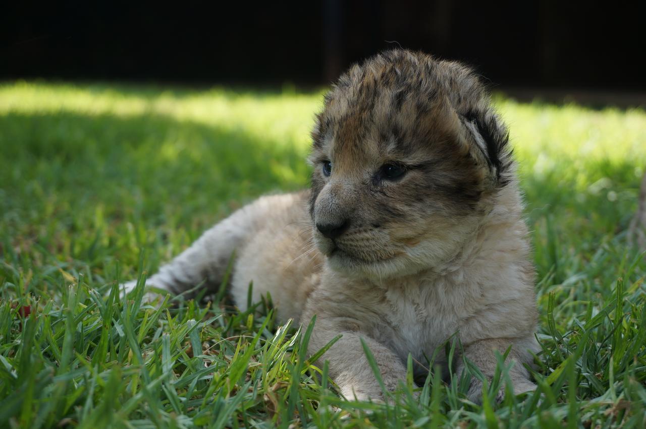 Boskoppie Lion & Tiger Reserve Kroonstad Luaran gambar