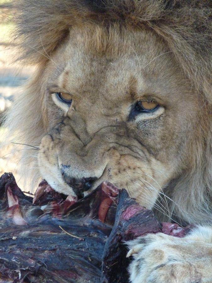 Boskoppie Lion & Tiger Reserve Kroonstad Luaran gambar