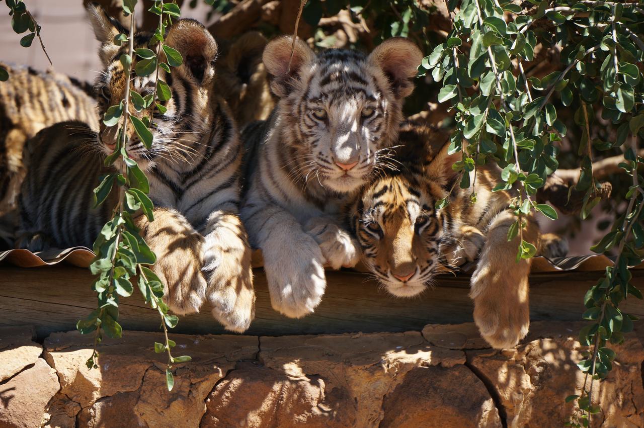 Boskoppie Lion & Tiger Reserve Kroonstad Luaran gambar