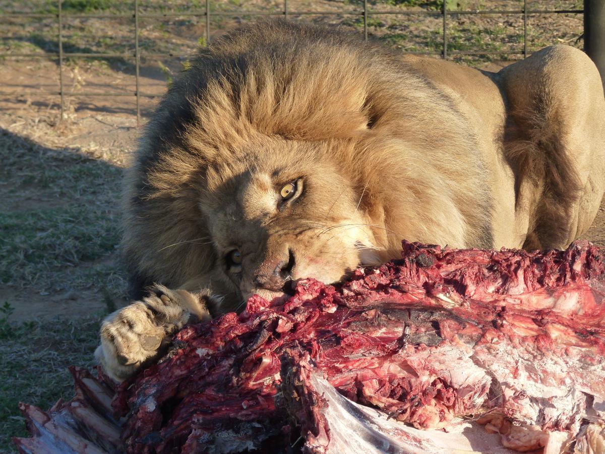 Boskoppie Lion & Tiger Reserve Kroonstad Luaran gambar